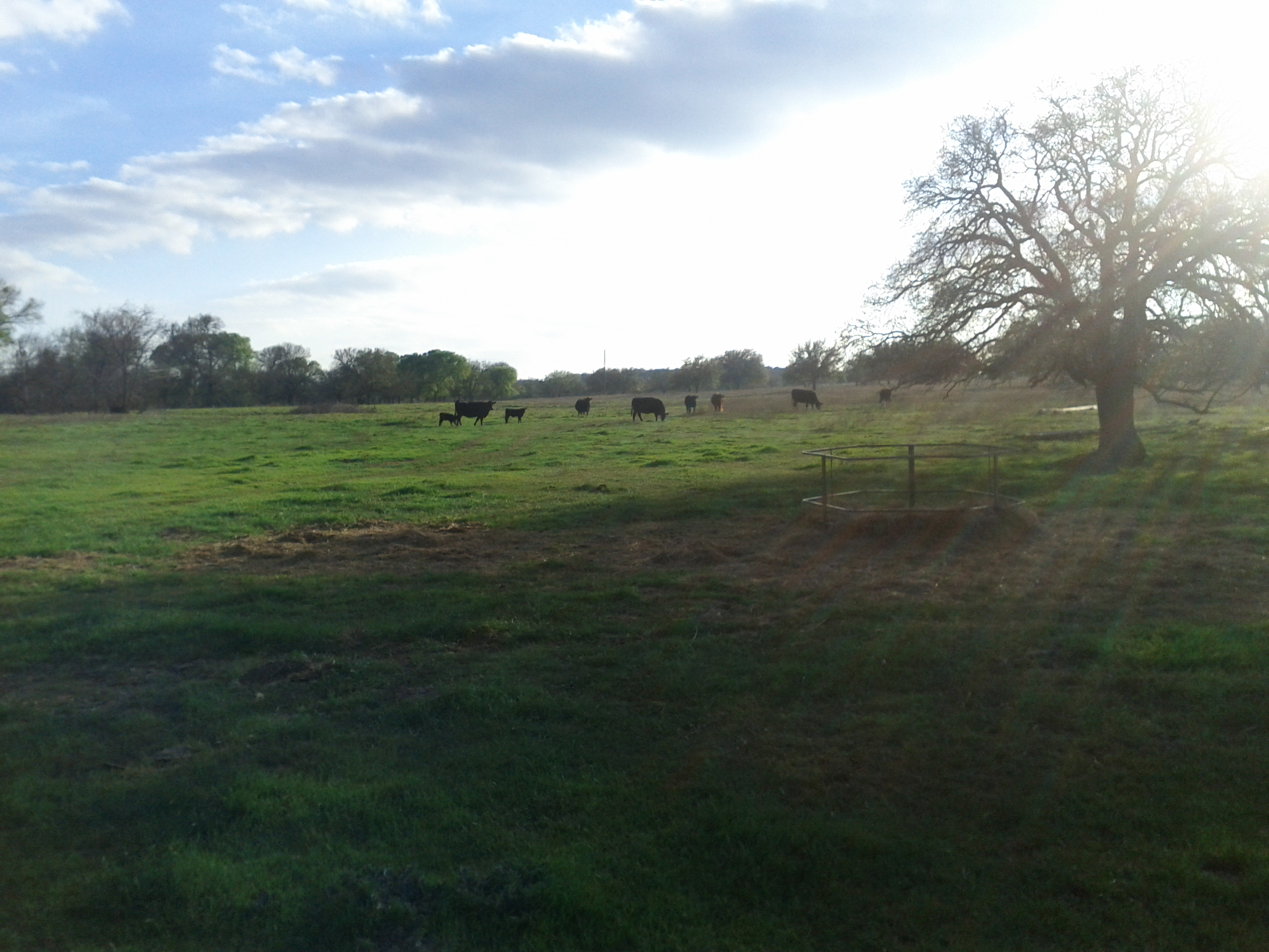 herd grazing in distance