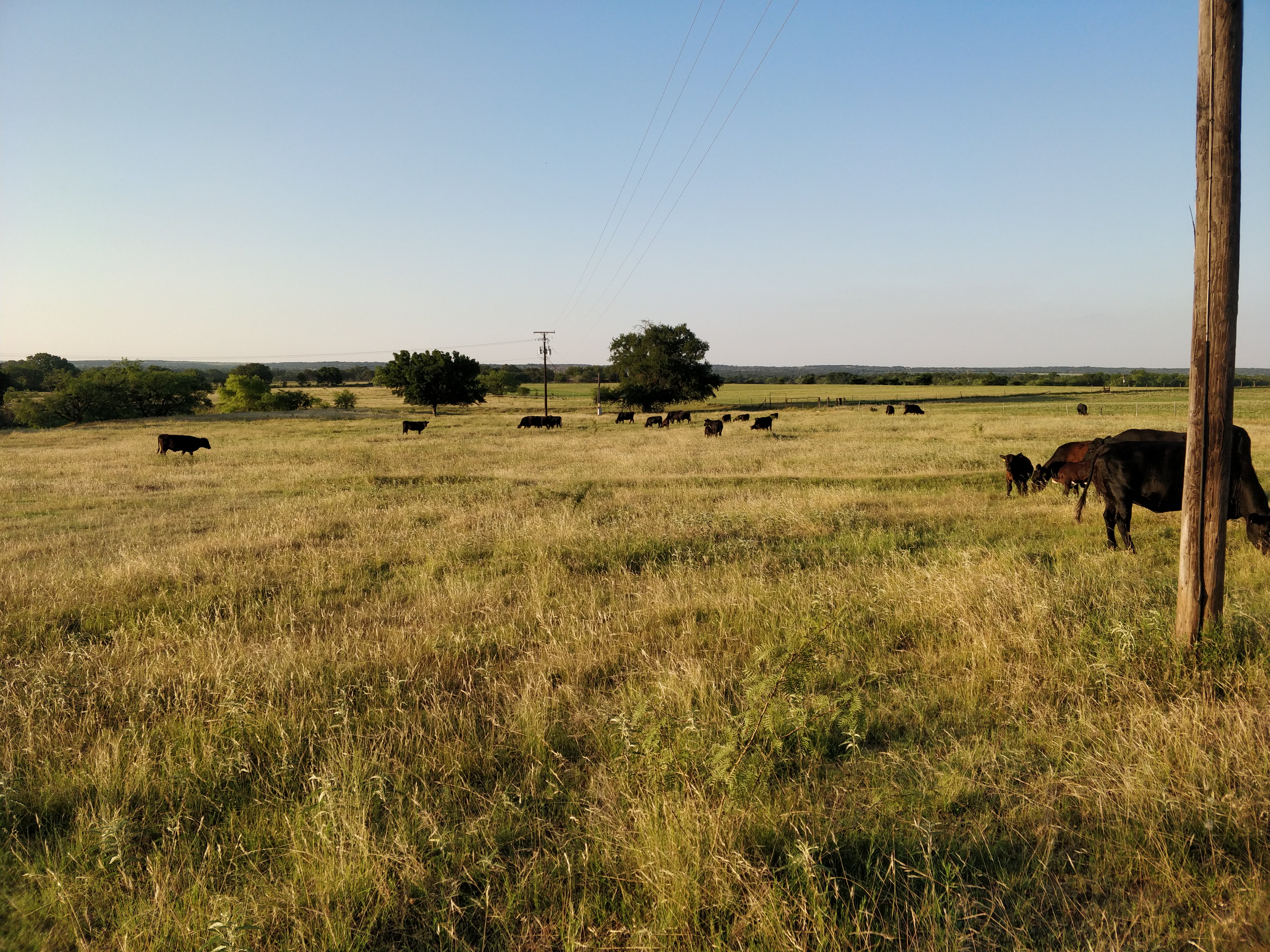 cattle on pasture, June 2020