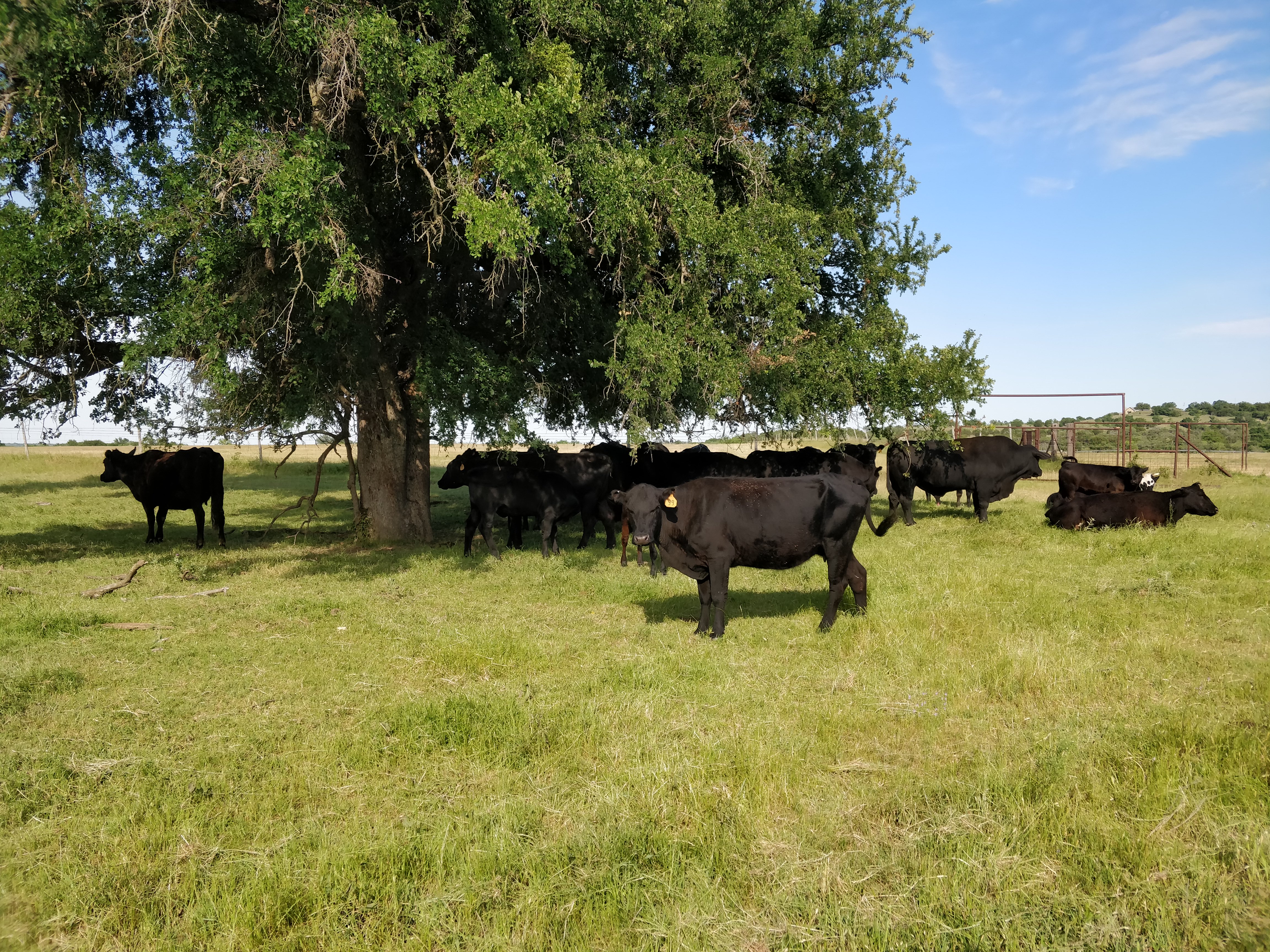 herd resting in shade (view 1)