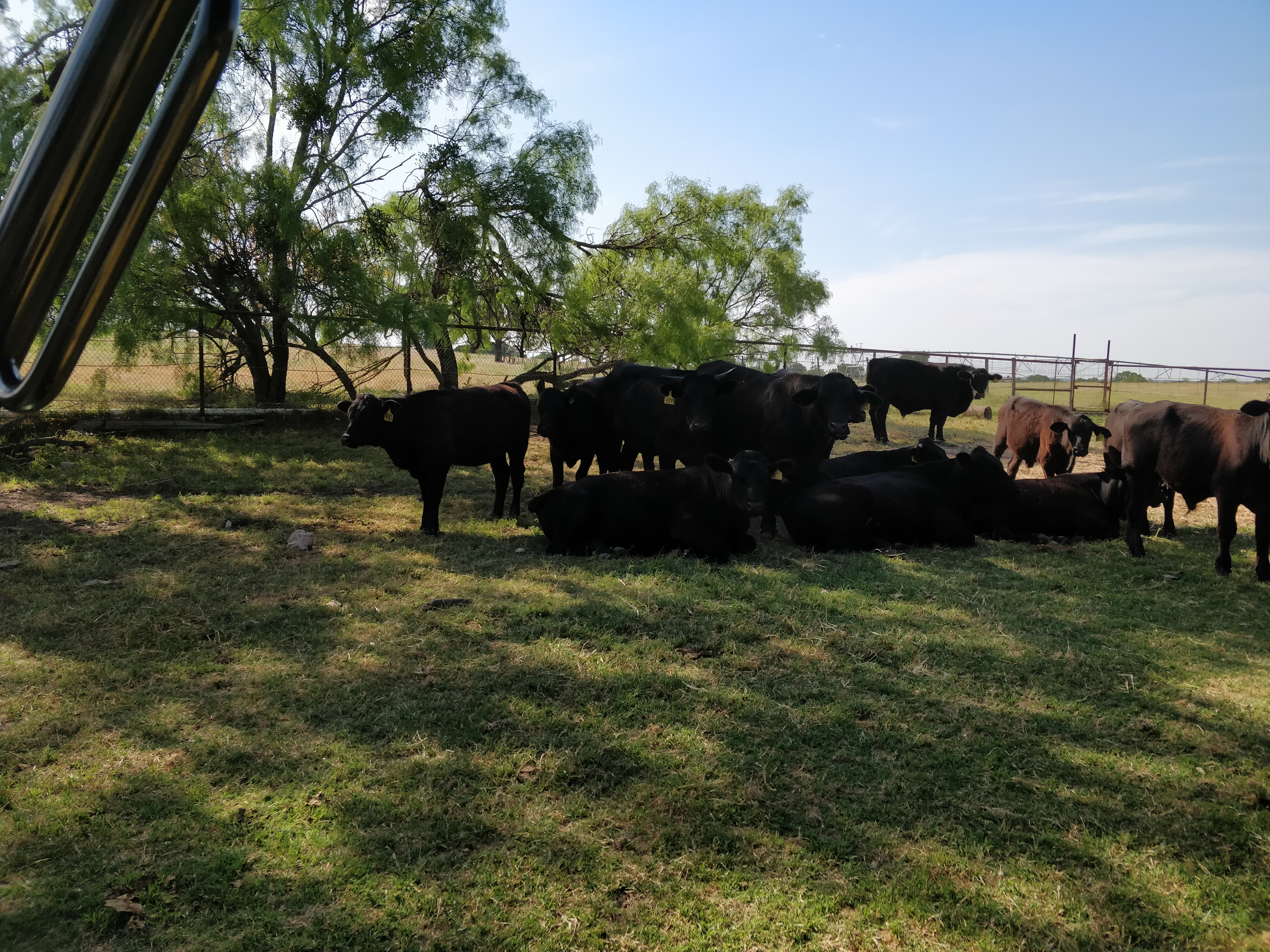 herd resting in shade (view 2)