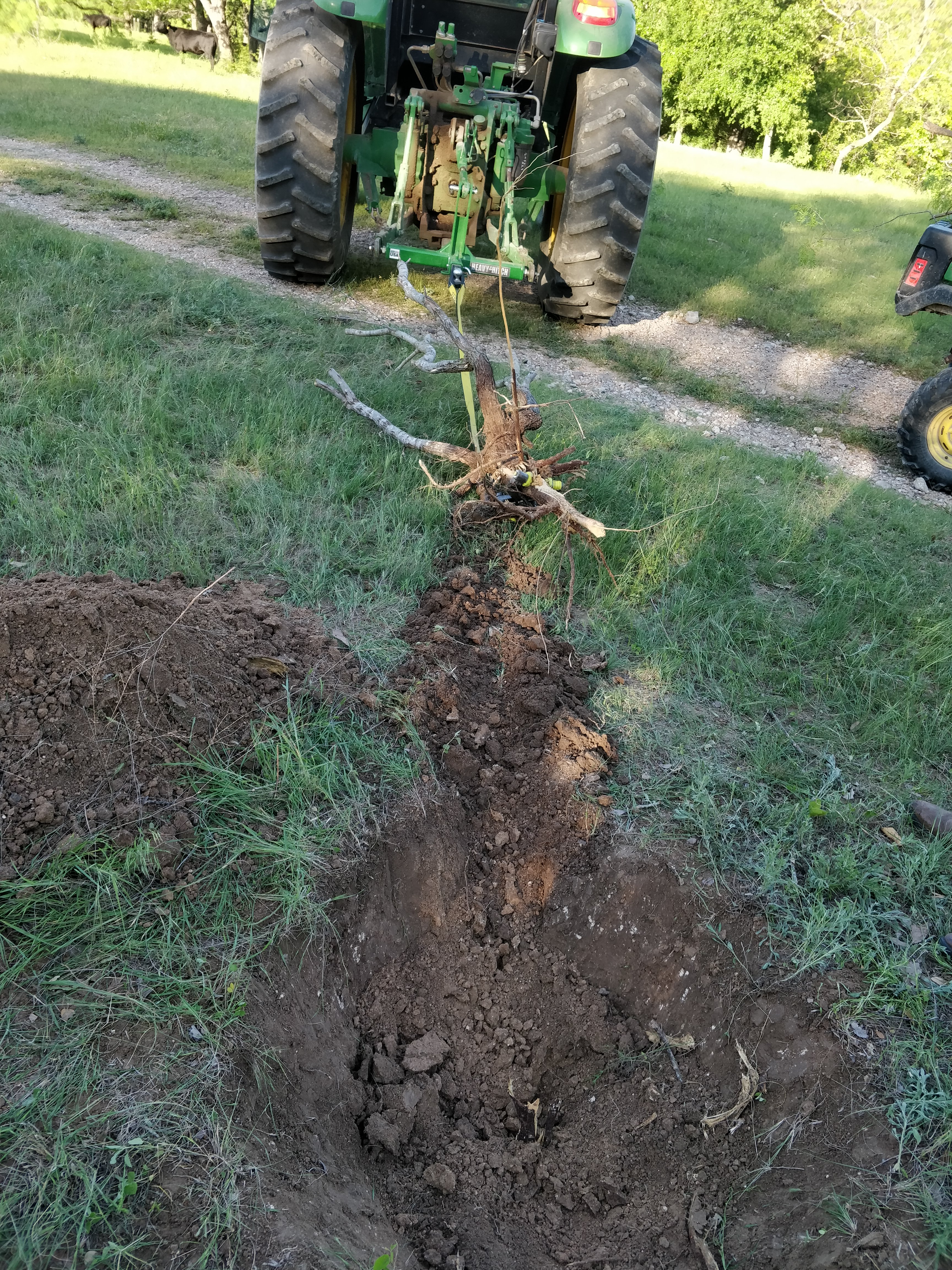 mesquite root just pulled by a tractor